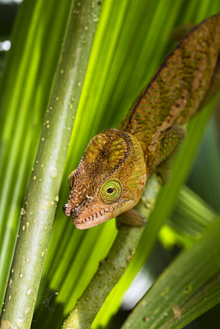 Parson's Chamaeleon, young male, Calumma parsonii, Perinet, Madagascar, Africa