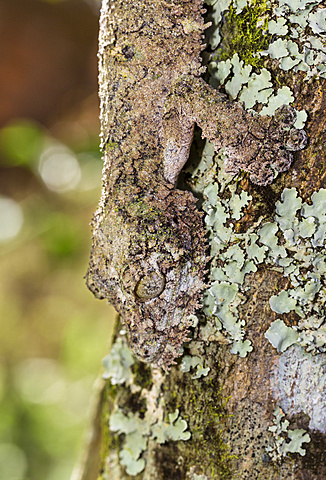 Mossy leaf-tailed gecko, camoflaged on the bark of a tree, Uroplatus sikorae, Andasibe, Madagascar, Africa, captive