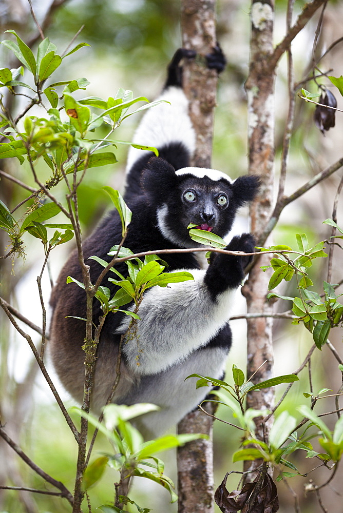 Indri eating leaves, Indri indri, rainforest, Andasibe Mantadia National Park, East-Madagascar, Madagascar, Africa