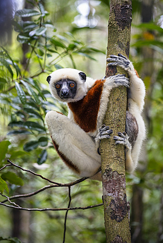 Coquerel's Sifaka, Propithecus coquereli, Ampijoroa Reserve, Madagascar, Africa