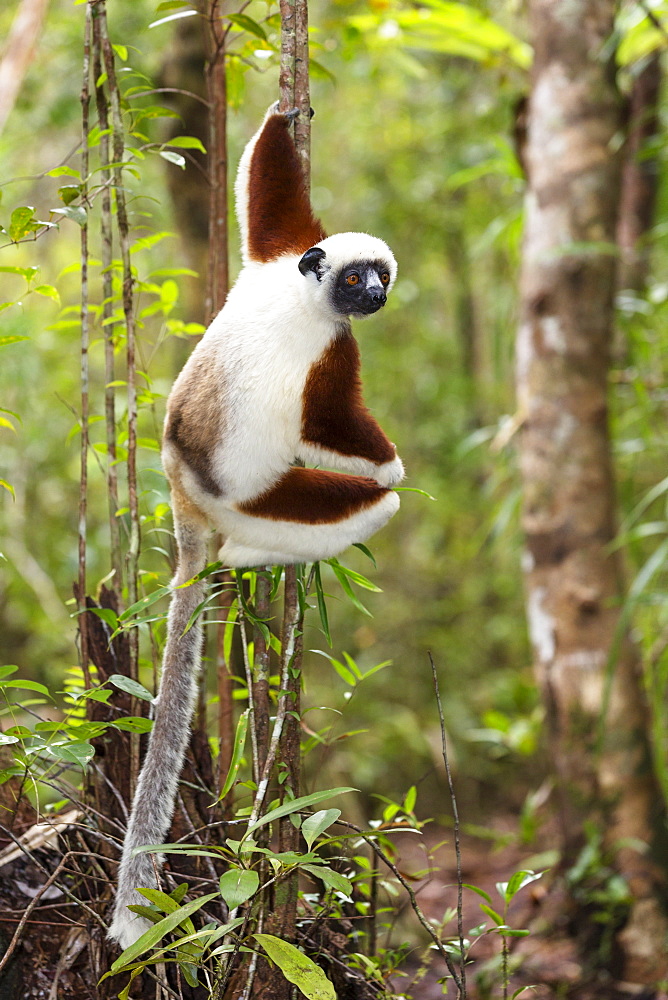 Coquerel Sifaka, Propithecus coquereli, Ampijoroa Reserve, Madagascar, Africa