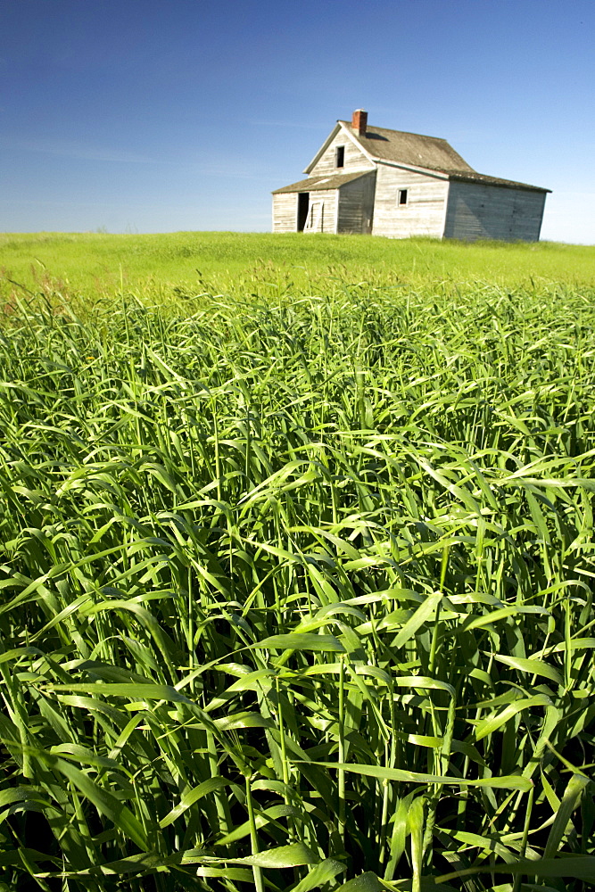 Crops and Abandoned Farmhouse, near Leader, Saskatchewan