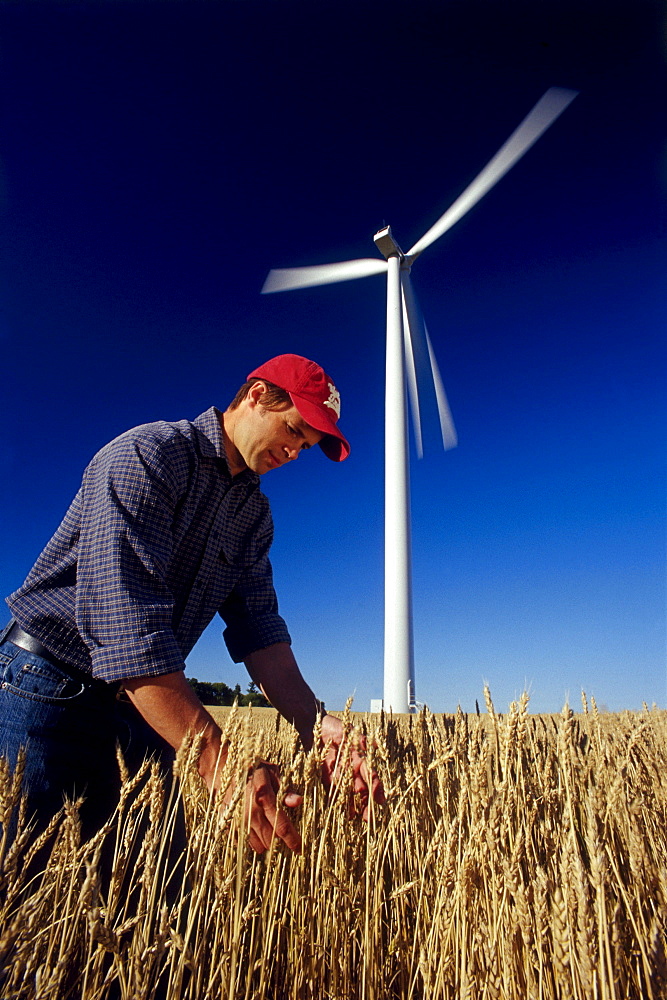 Farmer in Wheat Field near Wind Turbine, St. Leon, Manitoba