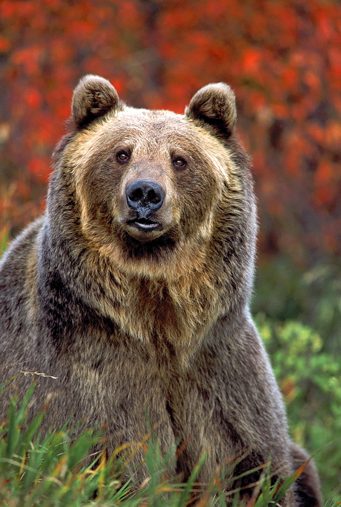 Grizzly Bear (Ursus arctos), Rocky Mountains