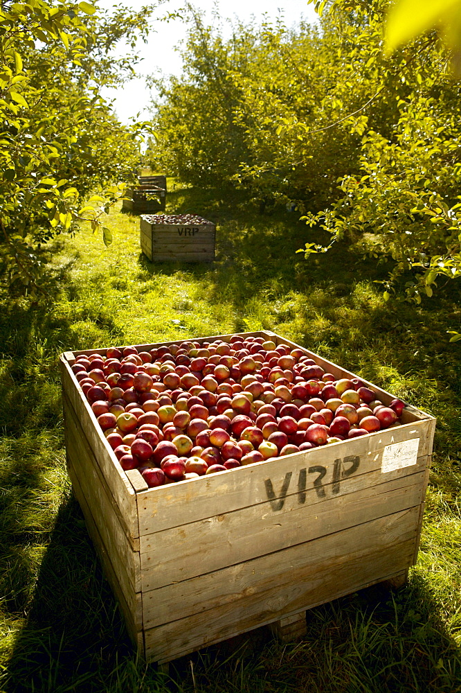 Rougemont Apple Orchard, Monteregie, Quebec