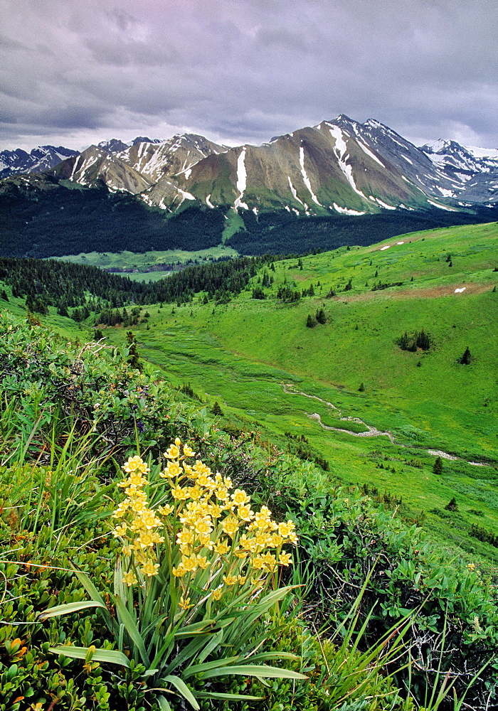 Blue Grouse Pass, Willmore Wilderness Park, Alberta.