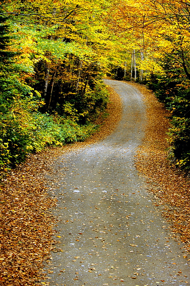 Country Road, Mount Carleton Provincial park, New Brunswick.