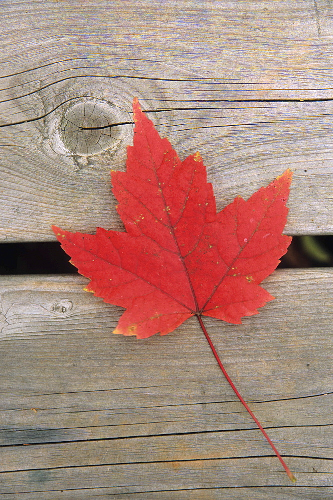 Maple leaf, Mount Carleton Provincial Park New Brunswick.