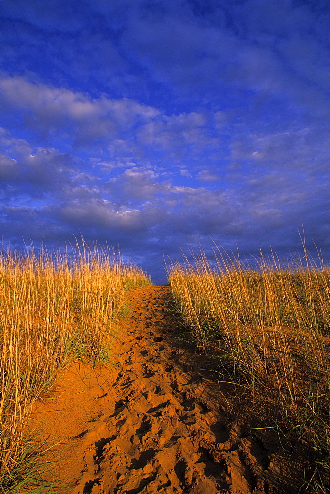 Spirit Sands sunset, Spruce Woods Provincial Park Manitoba.