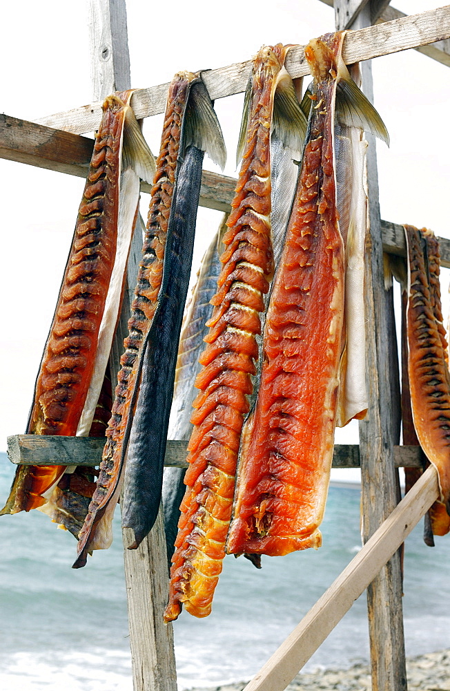 Artic Char Drying on Rack, West Arm, Cambridge Bay, Nunavut