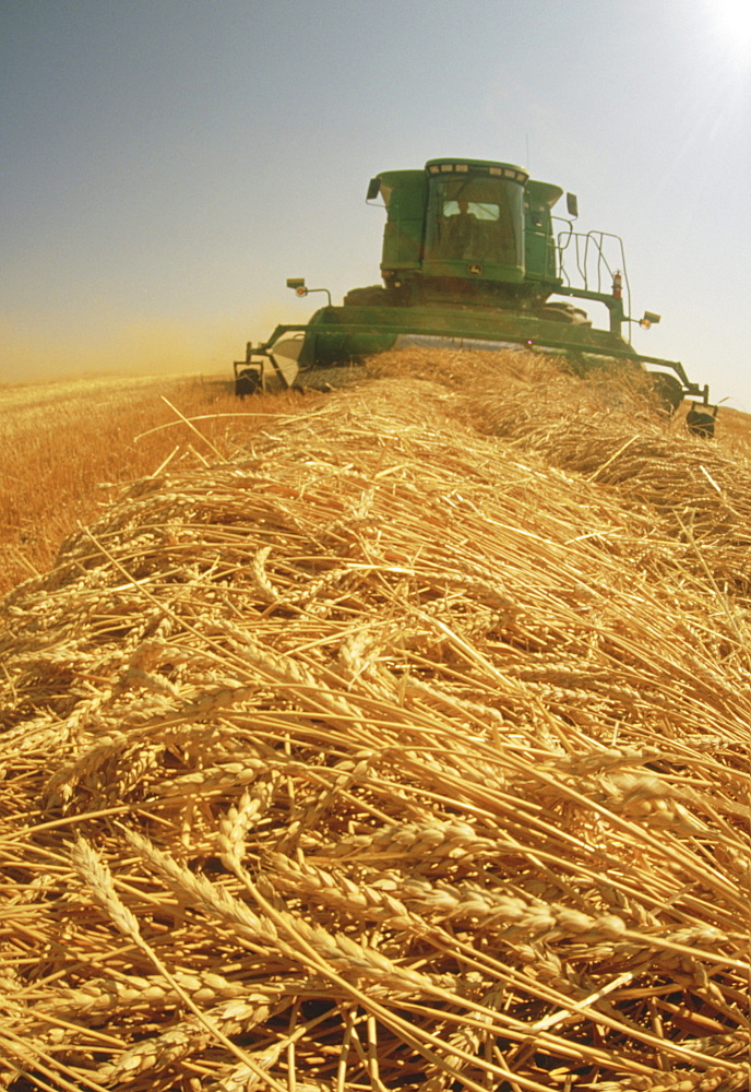 Spring Wheat Harvest near Dugald, Manitoba