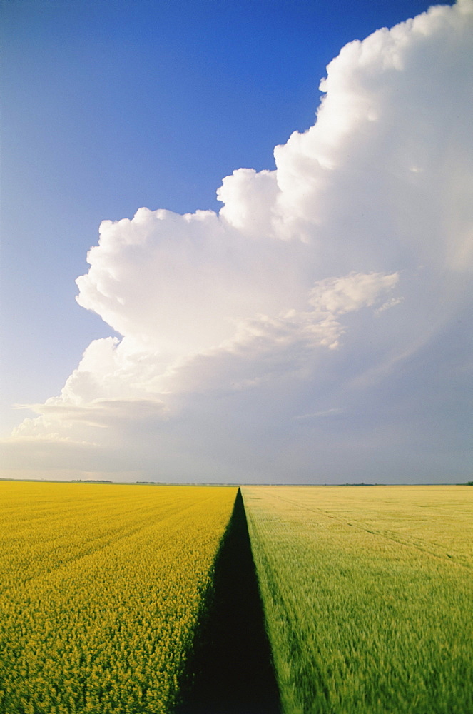 Canola and Barley Fields, near Brunkild, Manitoba