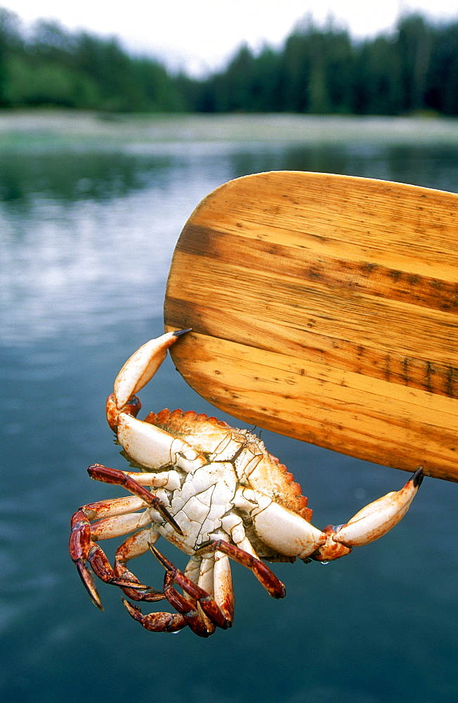 Red Rock Crab holds onto Paddle,, Burnaby Narrow, Gwaii Haanas National Park, British Columbia, Canada