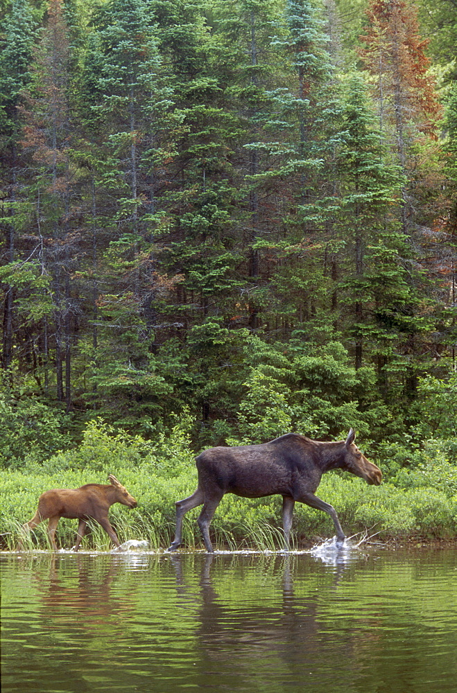 Cow and Calf Moose, Algonquin Park, Ontario