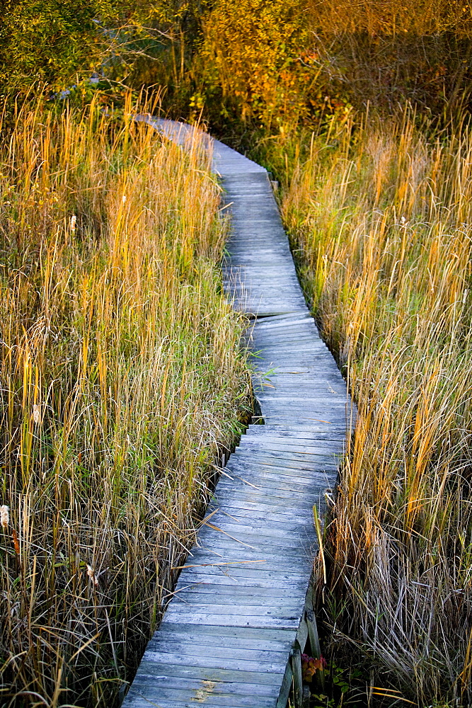 Wooden Walkway through a Field, Bradford, Ontario