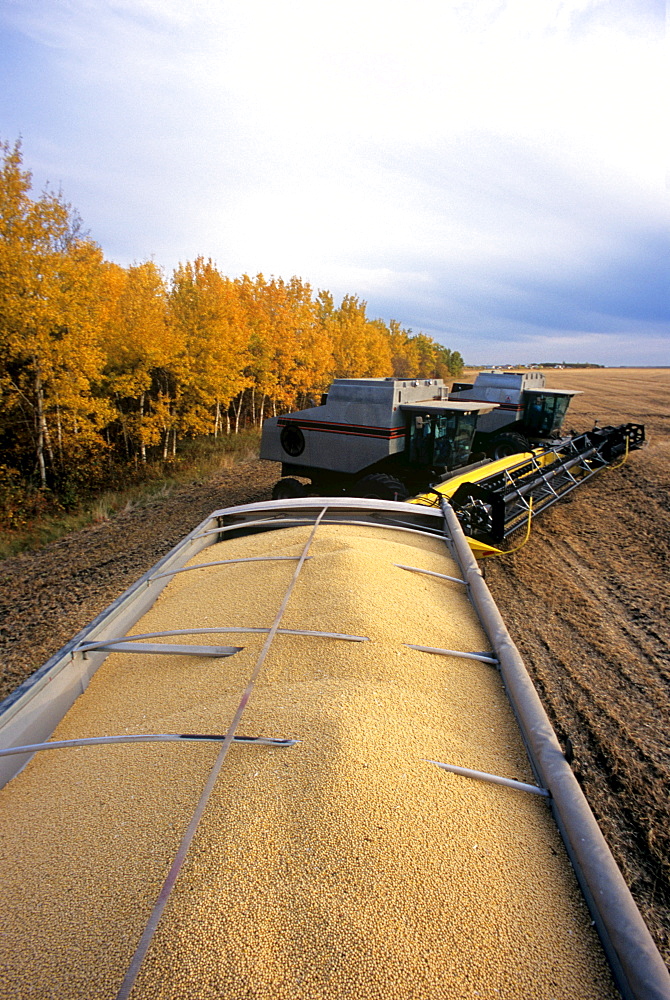 Soybeans in back of Farm Truck, near Lorette, Manitoba