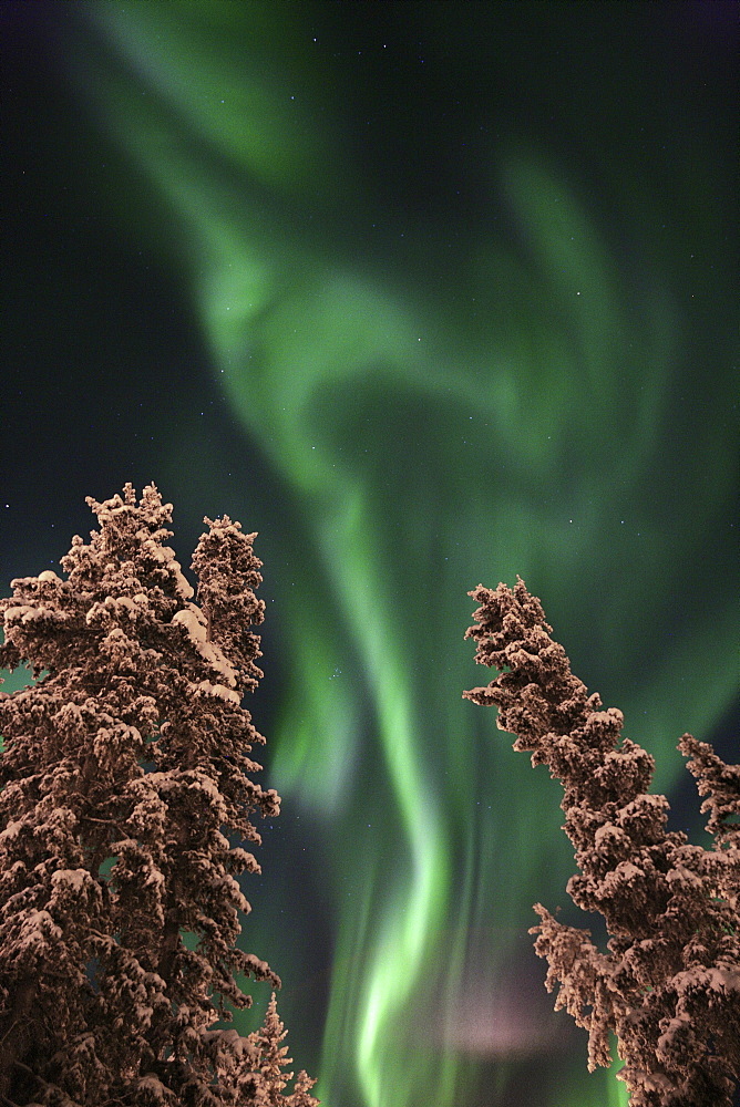 Aurora Borealis (Northern Lights) above Evergreen Trees in Winter, Teslin, Yukon