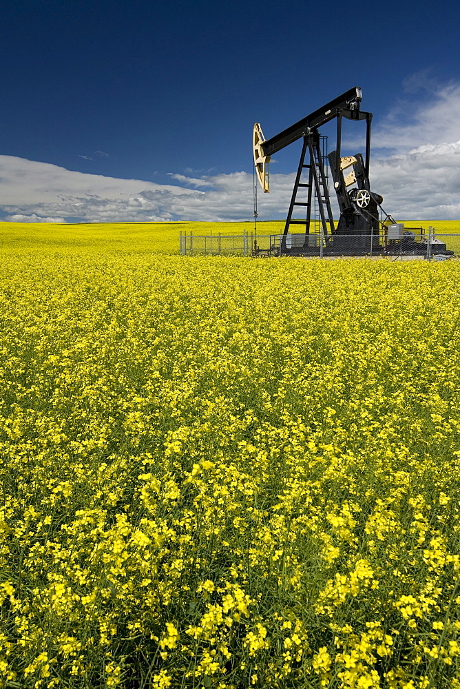 An oilfield pumpjack at work in the middle of a blooming field of canola grain, Airdrie, Alberta