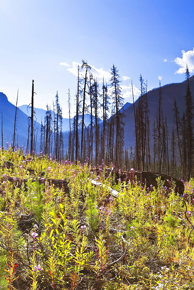 Destruction and renewal after 2003 Kootenay Wildfires, Marble Canyon, Kootenay National Park, British Columbia