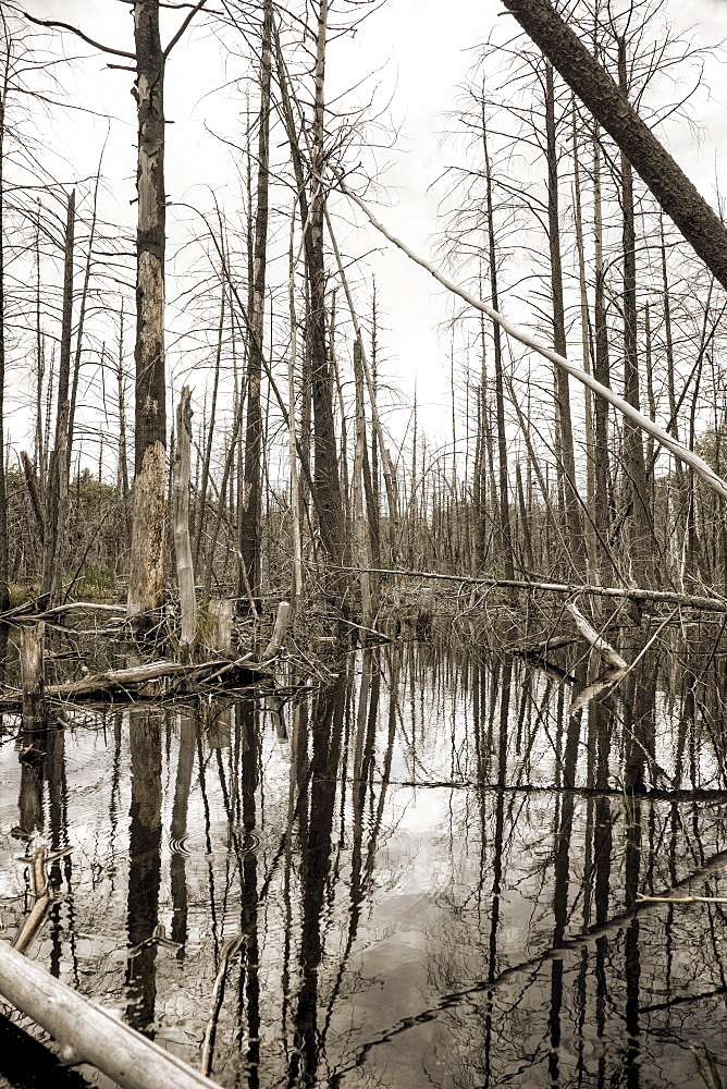 Flooded forest in Muskoka, Ontario