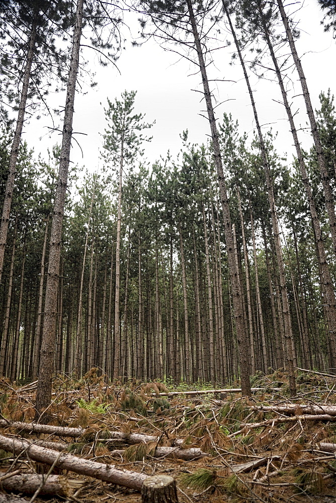 Pine Tree Forest in Muskoka, Ontario