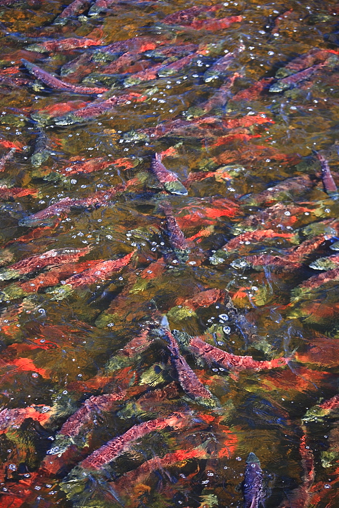 Mass of Sockeye salmon, Fulton River Enhancement Facility, Granisle, British Columbia