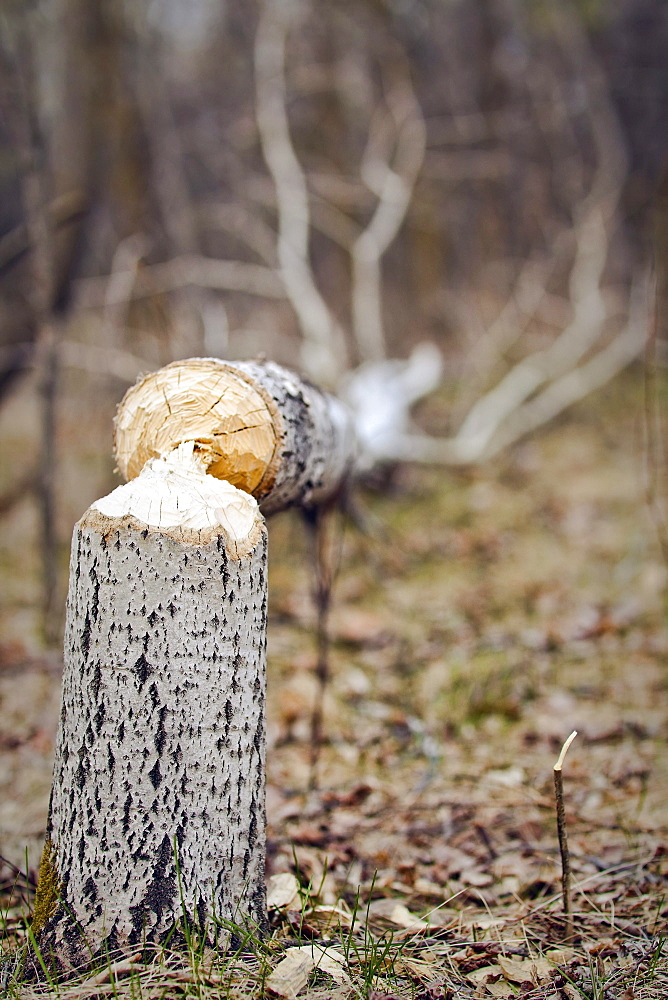 Evidence of a beaver at work on Trembling Aspen tree, Assiniboine Park, Winnipeg, Manitoba