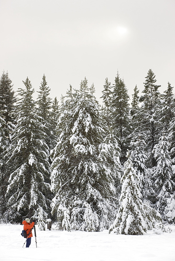 Photographer photographing snow-covered forest at Moose Meadows, Banff National Park, Alberta