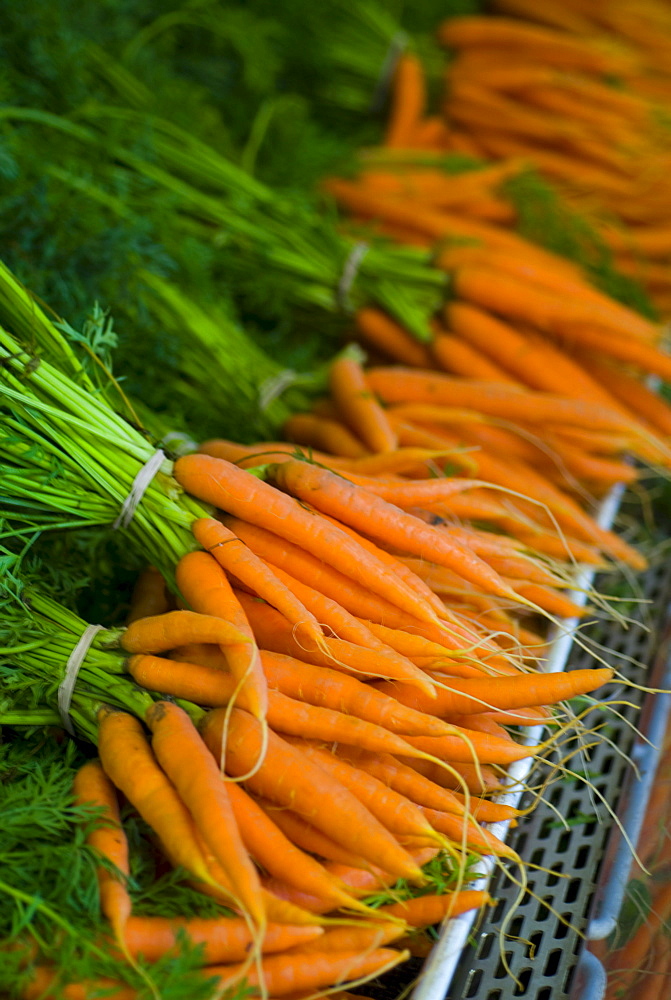 Carrots, Lincoln Gardens, Lumsden, Saskatchewan.