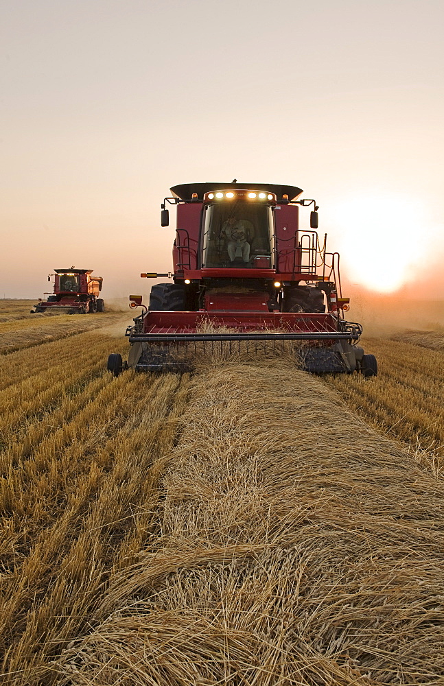 Two combine harvesters work a field of swathed spring wheat, near Dugald, Manitoba