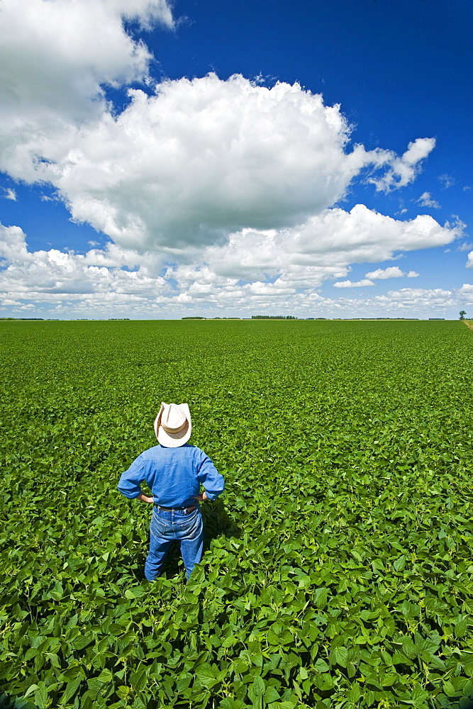 Man looks out over a mid-growth soybean field with cumulus clouds in the sky, near Dugald, Manitoba