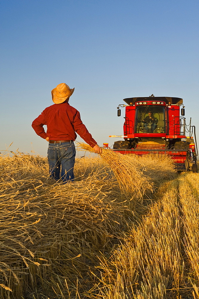 Artist's Choice: A combine harvester and farmers work in a field of swathed spring wheat near Dugald, Manitoba