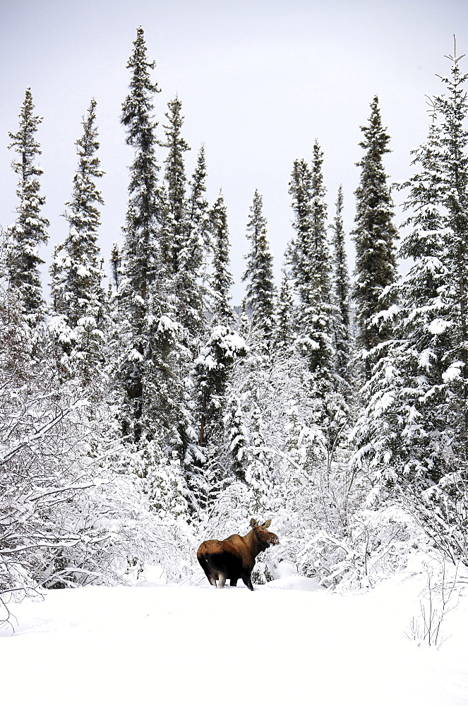 Moose in deep snow, near Teslin, Yukon