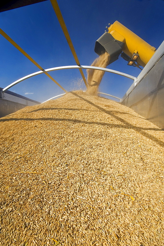 Close-up of oats being moved from a grain wagon into a farm truck during the harvest, near Lorette, Manitoba