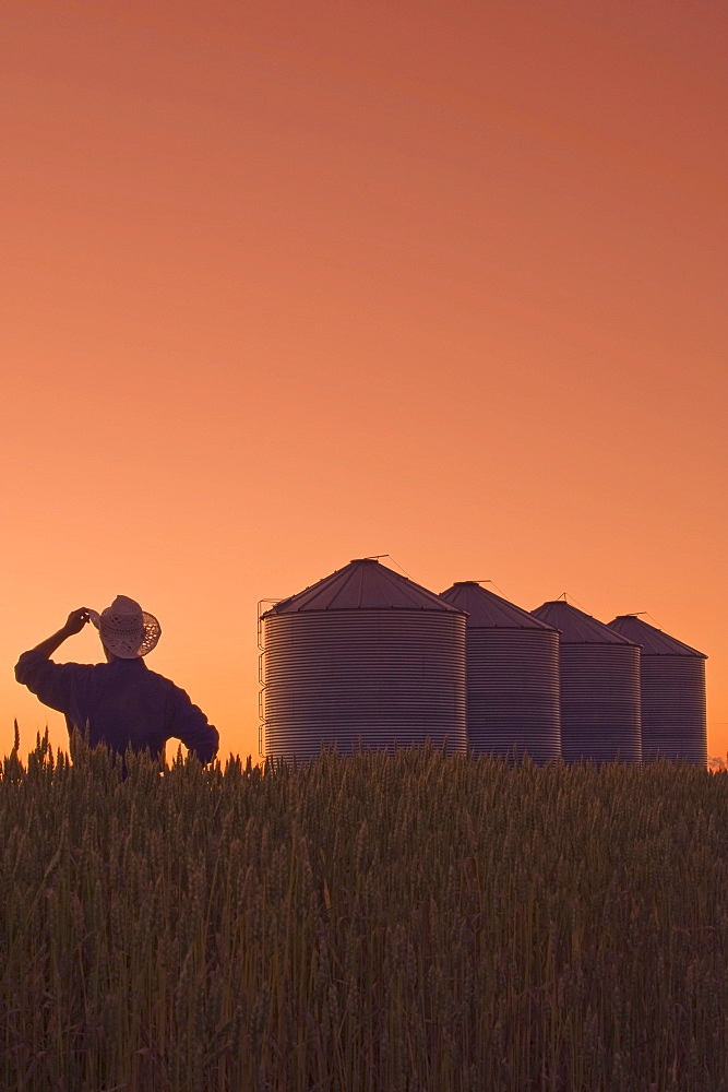 Farmer looks out over his spring wheat crop at dusk with grain storage bins in the background, near Carey, Manitoba