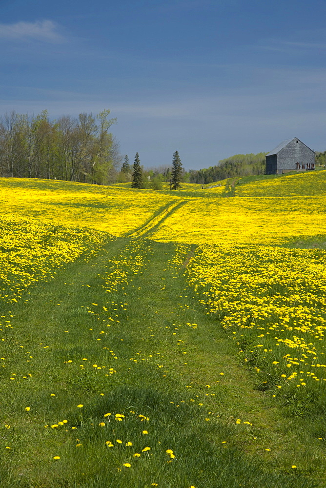 Country lane and dandelions, Poplar Grove, Nova Scotia