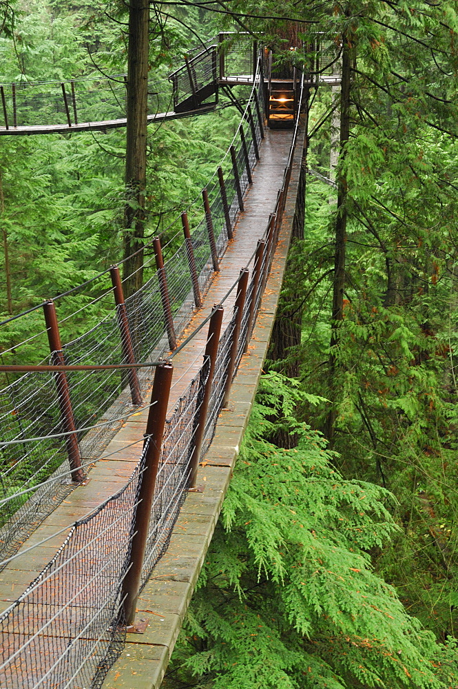 Treetops Adventure walkway at the Capilano Suspension Bridge, Vancouver, British Columbia