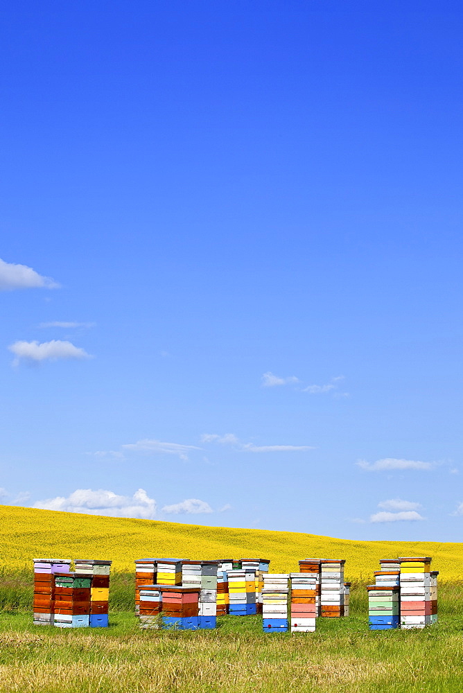 Honey bee hives and canola field, Pembina Valley, Manitoba