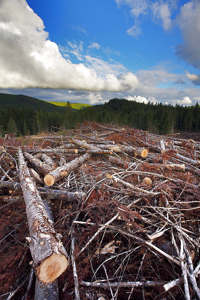 Logging clearcuts behind Shawnigan Lake, Vancouver Island, British Columbia