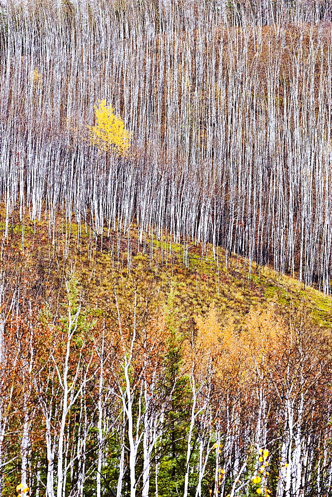 Birch trees in fall along the Klondike Highway, Yukon