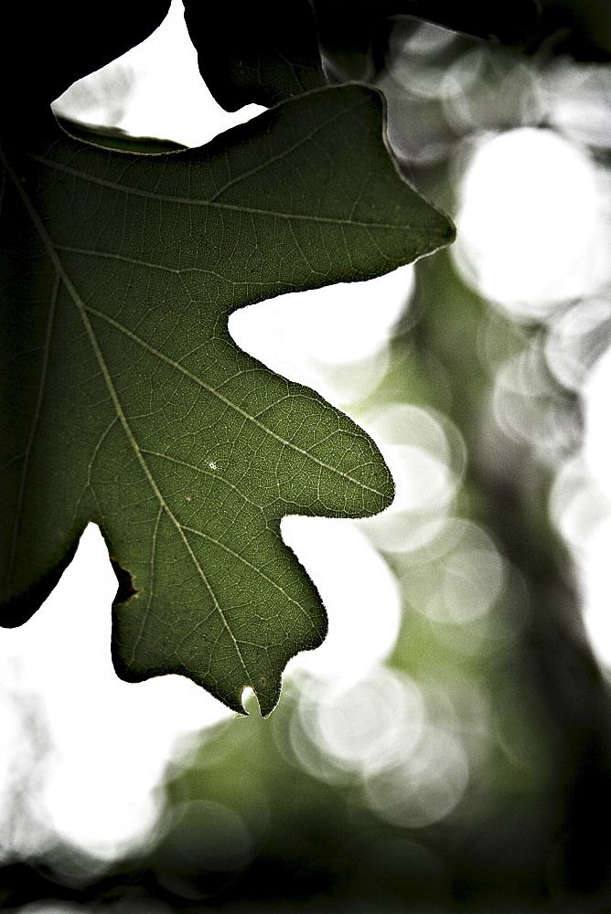 Oak tree leaf, Assiniboine Forest, Winnipeg, Manitoba