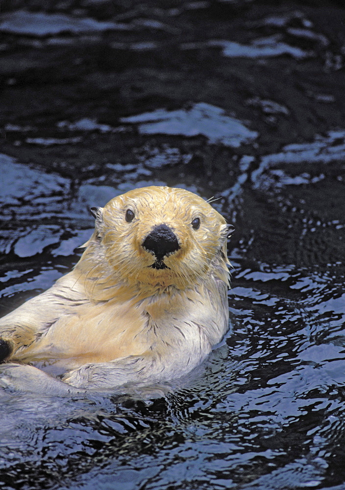 Tk0049, Thomas Kitchin; Sea Otter. Pacific Coast, North America. Enhydra Lutris.