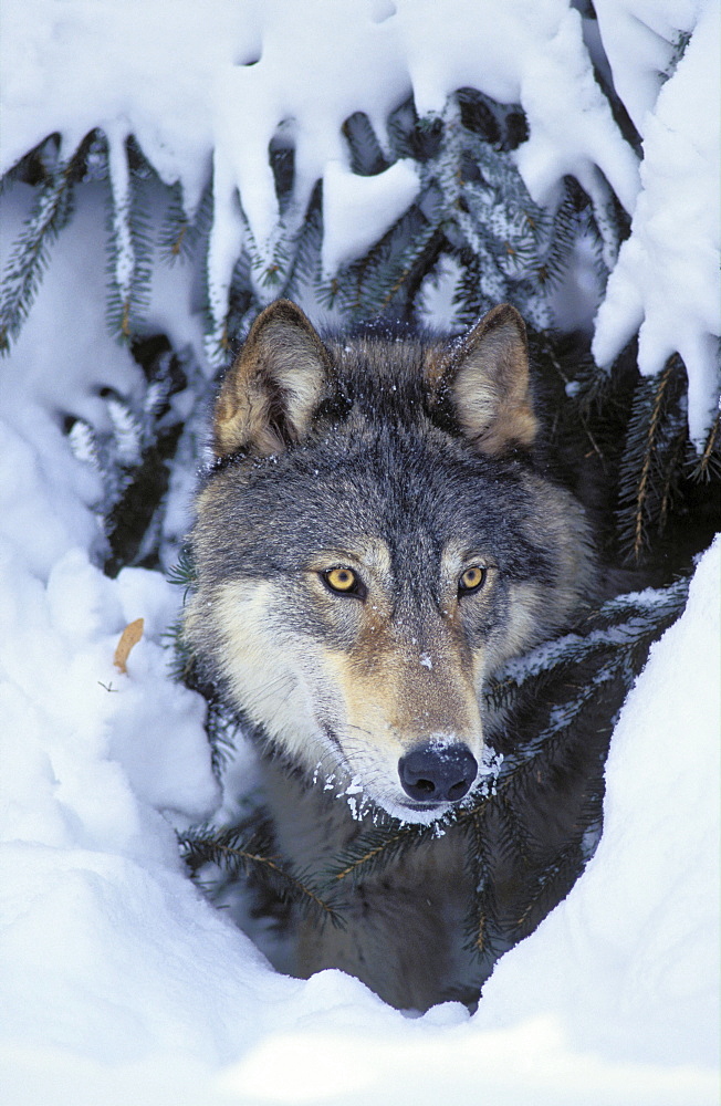Tk0530, Thomas Kitchin; Gray Wolf/Timber Wolf. Winter. Rocky Mountains. Canis Lupus.