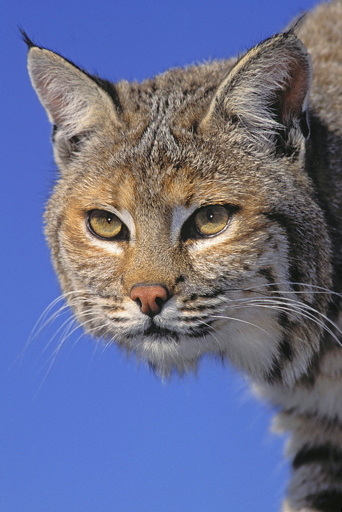 Tk0613, Thomas Kitchin; Bobcat, Female. Spring. Rocky Mountains. North America. Felis Rufus.