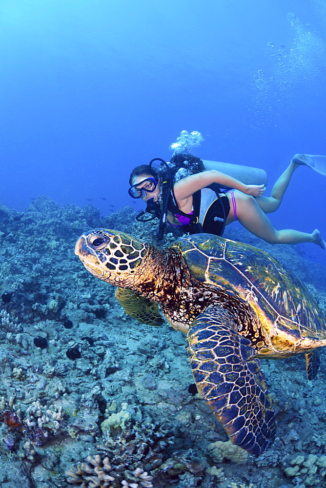 Hawaii, Diver gets a close-up view of a green sea turtle (Chelonia mydas)