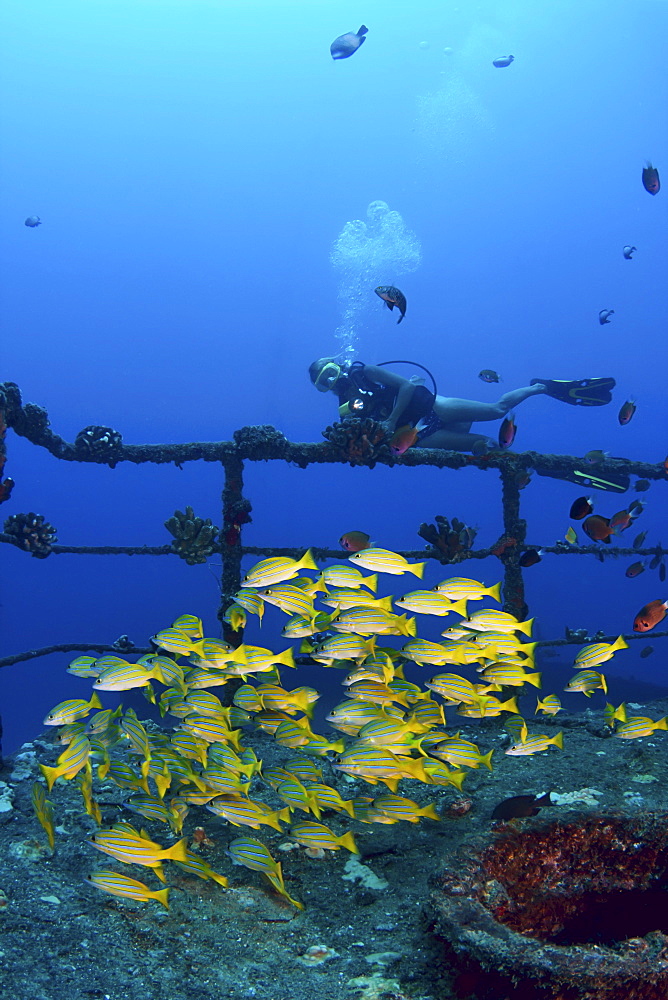 Hawaii, Oahu, Waikiki, Diver and schooling blue striped snapper (Lutjanus kasmira) on the wreck of the Sea Tiger