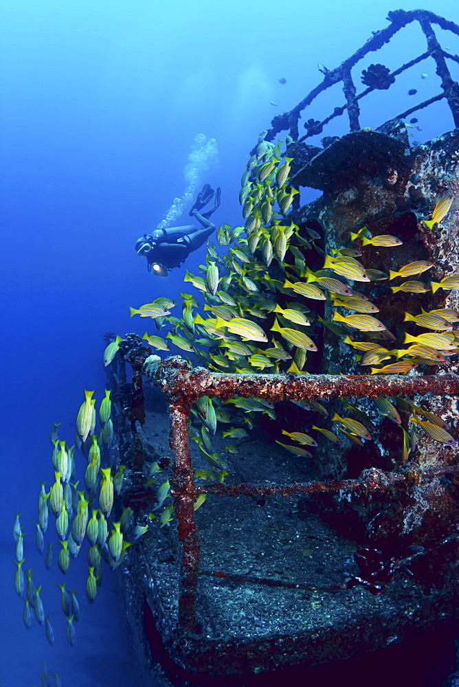 Hawaii, Oahu, Waikiki, Diver and schooling blue striped snapper (Lutjanus kasmira) on the wreck of the Sea Tiger