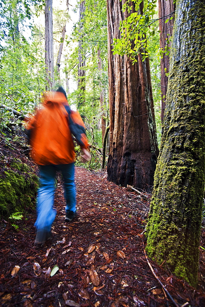 California, Big Basin State Park, Man in orange jacket hiking in the redwoods.