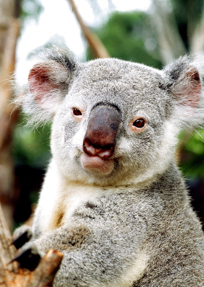 Australia, Koala bear (Phascolarctos cinereus)in a small tree at Featherdale Park.