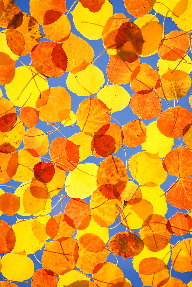 Northwest Colorado, Scattered aspen leaves showing fall colors.